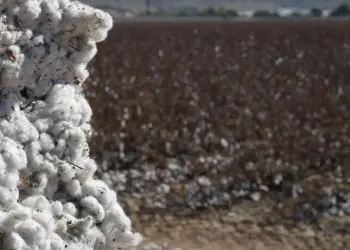 Colheita do algodão começa no Brasil, mas maioria das lavouras ainda está em maturação