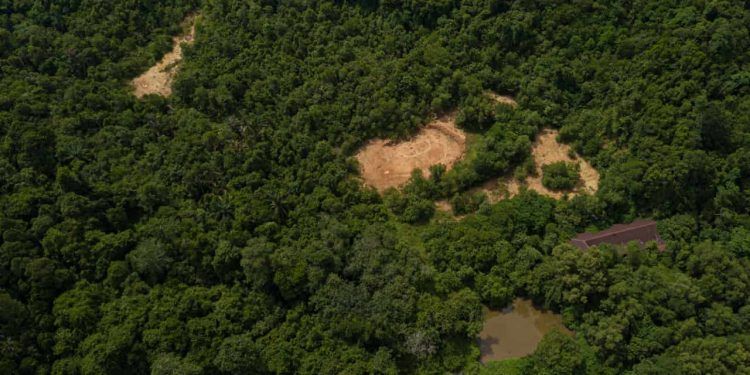 Desmatamento na Amazônia recua 35% e atinge menor nível em duas décadas 1 Desmatamento na Amazônia recua 35% e atinge menor nível em duas décadas