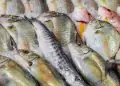 EUA mantém isenção para principais pescados brasileiros em nova tarifa de 25%