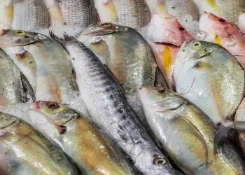EUA mantém isenção para principais pescados brasileiros em nova tarifa de 25%
