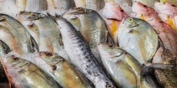 EUA mantém isenção para principais pescados brasileiros em nova tarifa de 25%