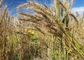 El Niño deve permanecer até 2027 e aumenta preocupação com impactos no campo 5 El Niño deve permanecer até 2027 e aumenta preocupação com impactos no campo