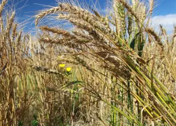 El Niño deve permanecer até 2027 e aumenta preocupação com impactos no campo