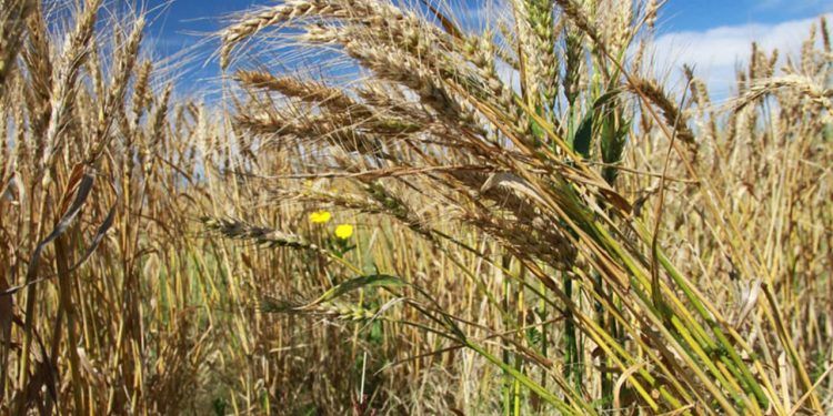 El Niño deve permanecer até 2027 e aumenta preocupação com impactos no campo 1 El Niño deve permanecer até 2027 e aumenta preocupação com impactos no campo