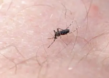 Fenômeno El Niño acende alerta para avanço da dengue e chikungunya