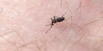 Fenômeno El Niño acende alerta para avanço da dengue e chikungunya