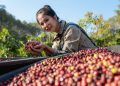 Exportações de café recuam 15,7% na safra 2025/26 com menor oferta do grão 4 Exportações de café recuam 15,7% na safra 2025/26 com menor oferta do grão