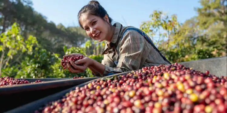 Exportações de café recuam 15,7% na safra 2025/26 com menor oferta do grão 1 Exportações de café recuam 15,7% na safra 2025/26 com menor oferta do grão