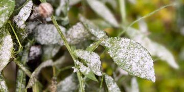 Frio perde força e áreas com risco de geadas devem diminuir nos próximos dias