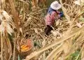 Mato Grosso projeta 2° safra de milho com produção de 57 mi de toneladas 4 Mato Grosso projeta 2° safra de milho com produção de 57 mi de toneladas