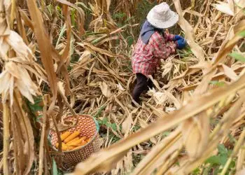Mato Grosso projeta 2° safra de milho com produção de 57 mi de toneladas 8 Mato Grosso projeta 2° safra de milho com produção de 57 mi de toneladas