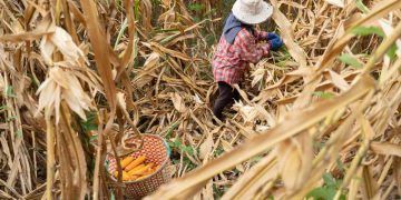 Mato Grosso projeta 2° safra de milho com produção de 57 mi de toneladas