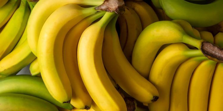 Nova lista do PGPAF garante bônus para produtores de banana em Goiás 1 Nova lista do PGPAF garante bônus para produtores de banana em Goiás