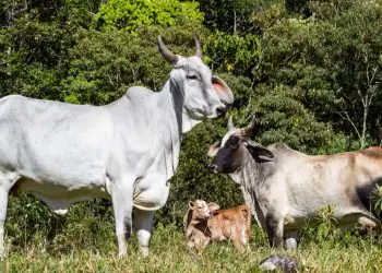 Pecuária brasileira critica proposta de novas regras para antimicrobianos