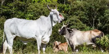 Pecuária brasileira critica proposta de novas regras para antimicrobianos