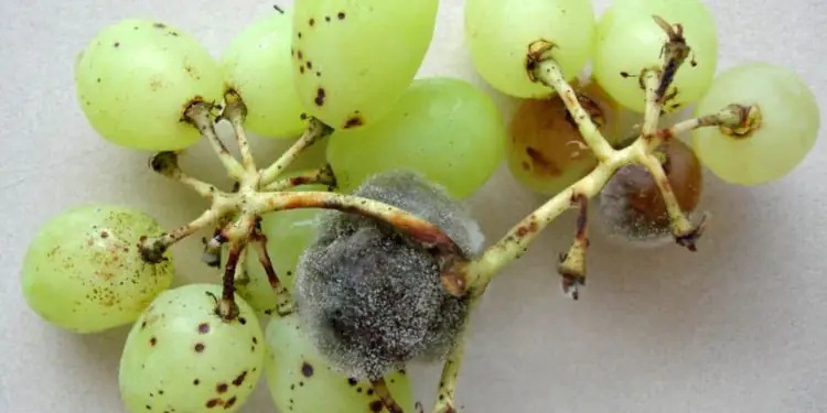 Pesquisa avança no desenvolvimento de biopesticidas para combater podridão cinzenta 1 Pesquisa avança no desenvolvimento de biopesticidas para combater podridão cinzenta; entenda