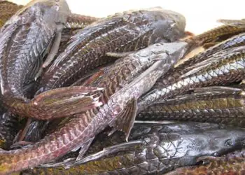 Piracuí preserva tradição indígena e amplia o aproveitamento do pescado 6 Piracuí preserva tradição indígena e amplia o aproveitamento do pescado