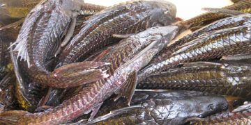 Piracuí preserva tradição indígena e amplia o aproveitamento do pescado