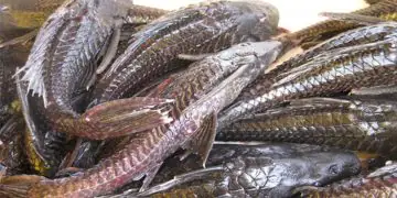Piracuí preserva tradição indígena e amplia o aproveitamento do pescado