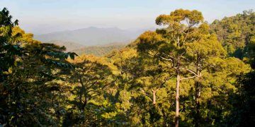 Plano de Transformação Ecológica mobiliza R$ 500 bilhões em investimentos no Brasil