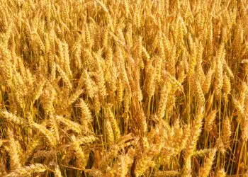 Previsão de temporais pode dificultar manejo das lavouras de trigo na Região Sul, aponta Inmet 8 Previsão de temporais pode dificultar manejo das lavouras de trigo na Região Sul, aponta Inmet