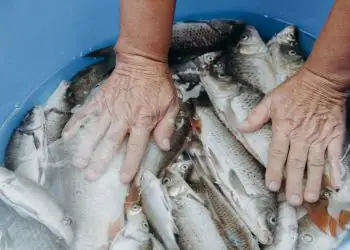 Pronaf Azul ganha ferramenta para simulação de crédito a pescadores e aquicultores