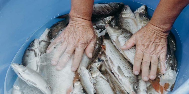 Pronaf Azul ganha ferramenta para simulação de crédito a pescadores e aquicultores 1 Pronaf Azul ganha ferramenta para simulação de crédito a pescadores e aquicultores