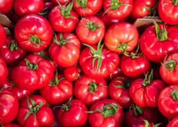 Tomate registra queda de quase 16% nos preços em junho, aponta Conab
