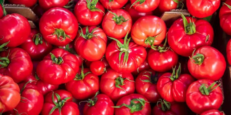 Tomate registra queda de quase 16% nos preços em junho, aponta Conab 1 Tomate registra queda de quase 16% nos preços em junho, aponta Conab