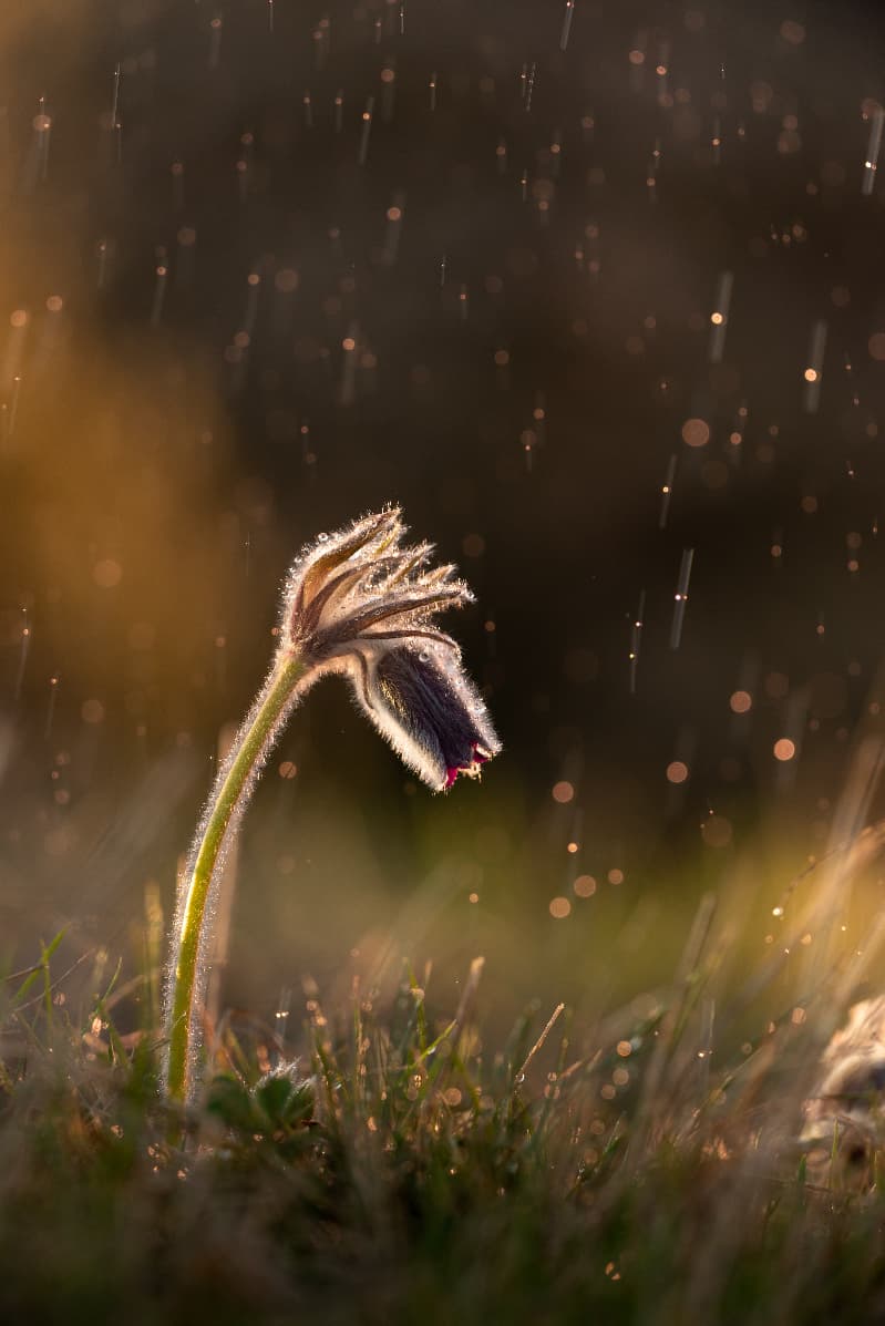 Chuva em Goiás