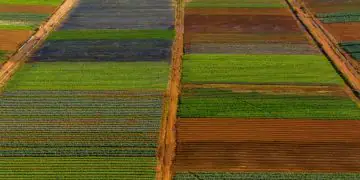 Crédito rural: 15% dos financiamentos foram para áreas com alertas ambientais, diz MapBiomas