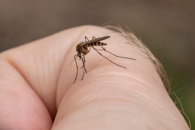 Dengue e El Niño