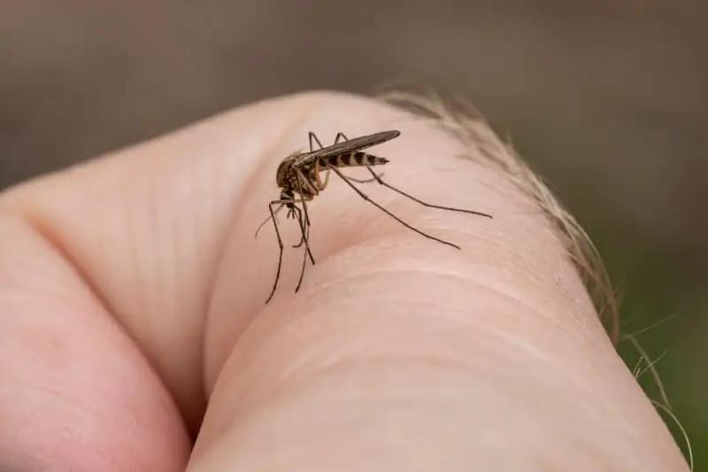 Dengue e El Niño