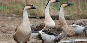 Sancionada lei que proíbe produção e venda de foie gras no Brasil