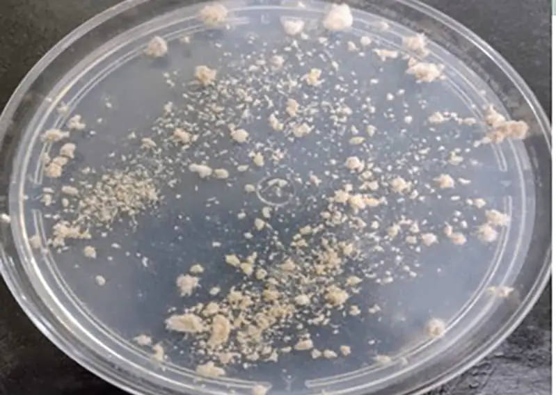 Pesquisa avança no desenvolvimento de biopesticidas para combater podridão cinzenta 2 Podridão cinzenta