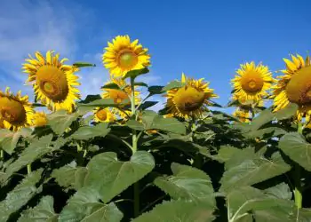 producao de girassol em goias