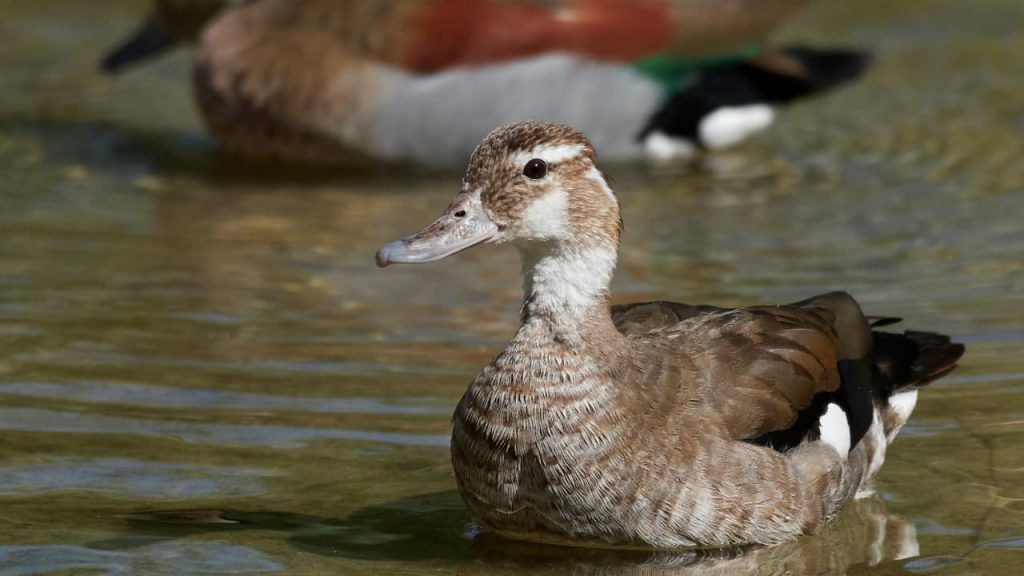 Sancionada lei que proíbe produção e venda de foie gras 