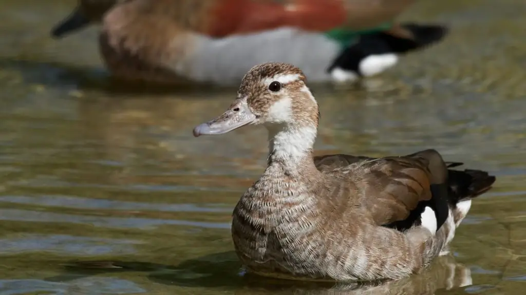 Sancionada lei que proíbe produção e venda de foie gras 