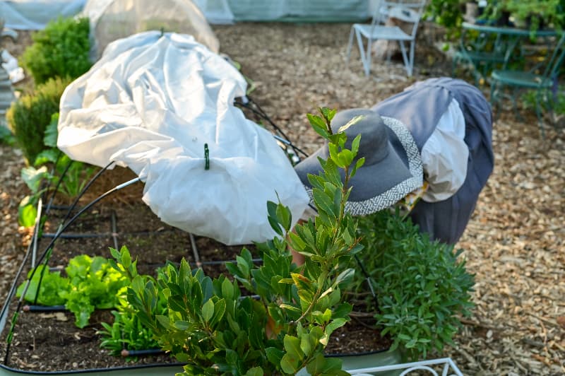 Proteção de cultivares