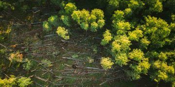 Alertas de desmatamento na Amazônia caem 36% e atingem menor nível da série histórica