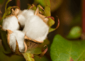 Avanço da colheita amplia volume de análises da fibra de algodão, aponta Abrapa 4 Avanço da colheita amplia volume de análises da fibra de algodão, aponta Abrapa