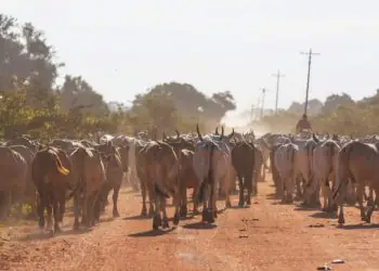Calor e baixa umidade elevam risco de estresse térmico em rebanhos, indica Inmet