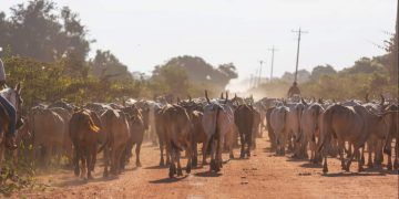 Calor e baixa umidade elevam risco de estresse térmico em rebanhos, indica Inmet