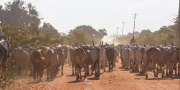 Calor e baixa umidade elevam risco de estresse térmico em rebanhos, indica Inmet