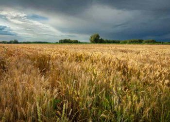 Chuvas elevam risco de doenças nas lavouras de trigo do Sul do Brasil