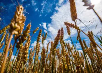 Chuvas elevam umidade do solo e acendem alerta para o trigo no Sul