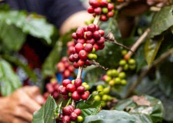 Chuvas previstas para o Sudeste exigem atenção na colheita do café