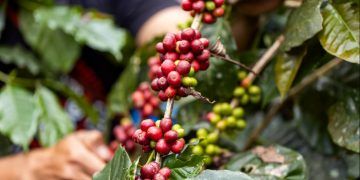 Chuvas previstas para o Sudeste exigem atenção na colheita do café