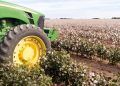Colheita do algodão em Mato Grosso avança, mas segue abaixo da média histórica 4 Colheita do algodão em Mato Grosso avança, mas segue abaixo da média histórica