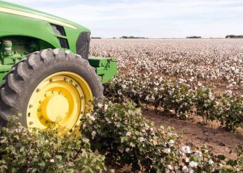Colheita do algodão em Mato Grosso avança, mas segue abaixo da média histórica